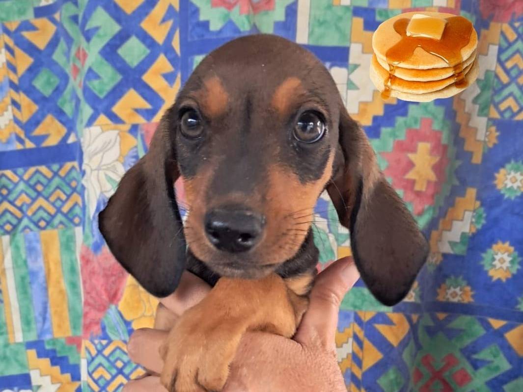 Adozione cane, maschio, Razza sconosciuta Razza sconosciuta, 3 mesi, taglia media, Padova