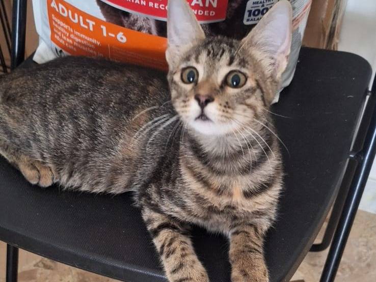 Adozione gatto, femmina, Razza sconosciuta Razza sconosciuta, 4 mesi, taglia non valida, Genova