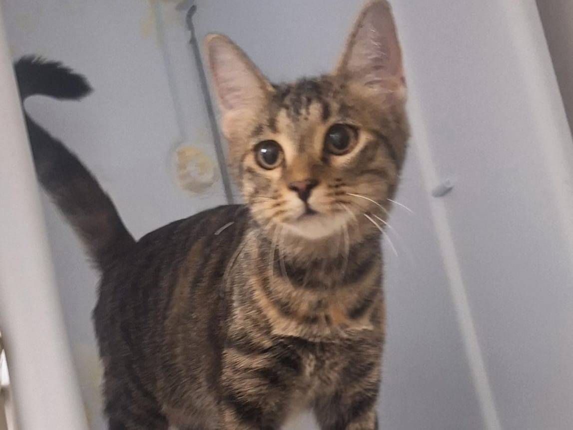 Adotta un gatto, femmina, 4 mesi, Genova