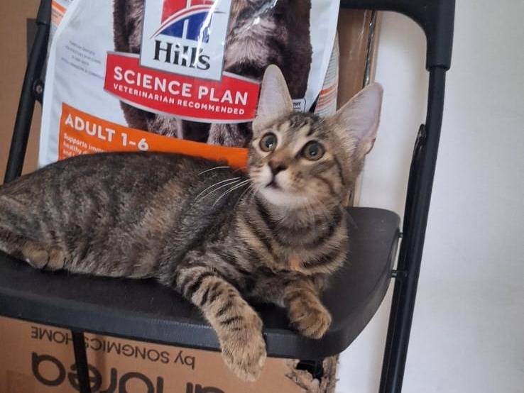 Adotta un gatto, taglia non valida, femmina, Genova