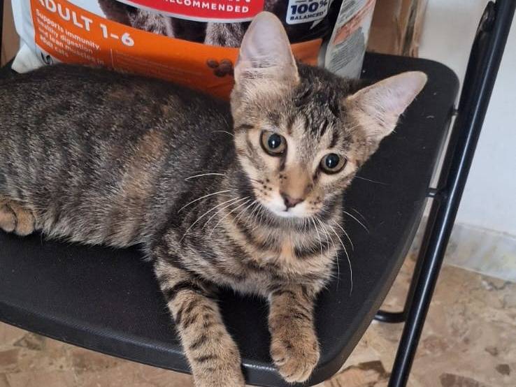 Vuoi adottare un gatto a Genova?