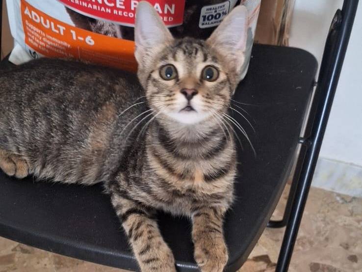 Adotta il gatto Shiva a Genova