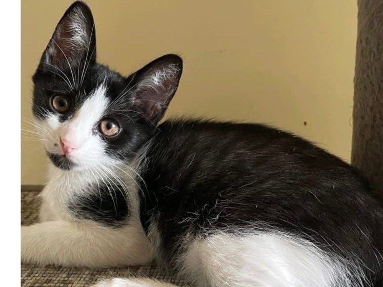 Adozione gatto, femmina, Razza sconosciuta Razza sconosciuta, 2 mesi, taglia non valida, Ragusa