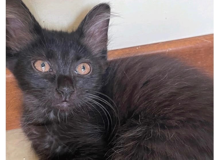 Adozione gatto, femmina, Razza sconosciuta Razza sconosciuta, 2 mesi, taglia non valida, Ragusa