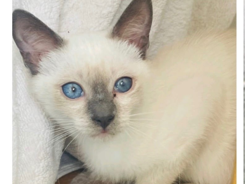 Adozione gatto, femmina, Razza sconosciuta Razza sconosciuta, 2 mesi, taglia non valida, Ragusa