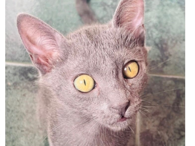 Adozione gatto, femmina, Razza sconosciuta Razza sconosciuta, 2 mesi, taglia non valida, Ragusa