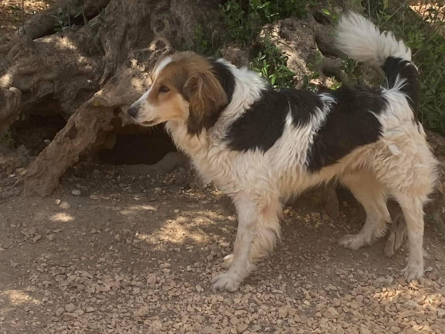 Vuoi adottare un cane a Matera?