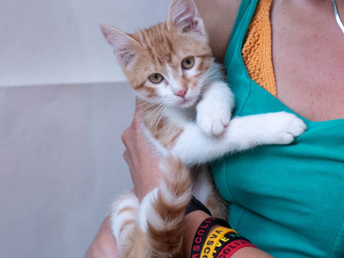 Adozione gatto, maschio, Razza sconosciuta Razza sconosciuta, 3 mesi, taglia non valida, Milano