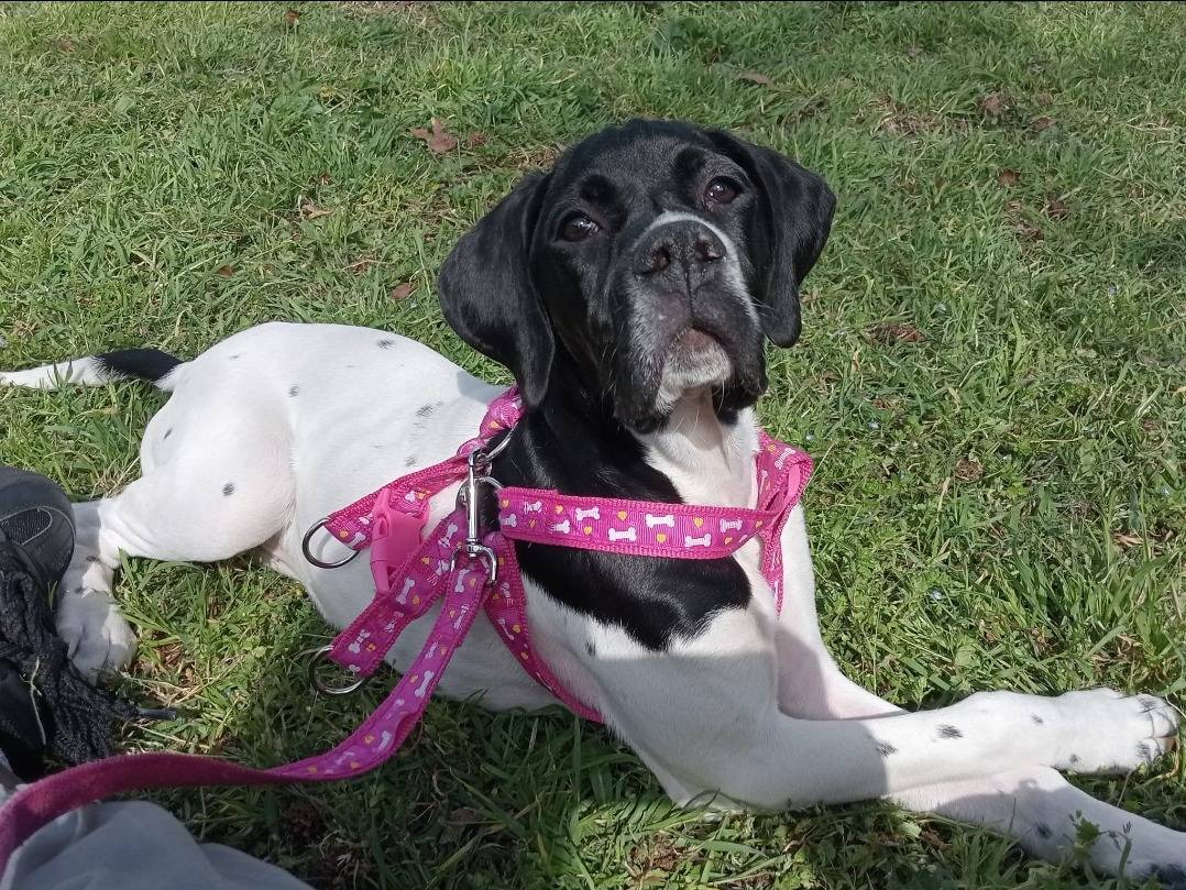 Adozione cane, femmina, Pointer Pointer, 10 mesi, taglia media, Napoli