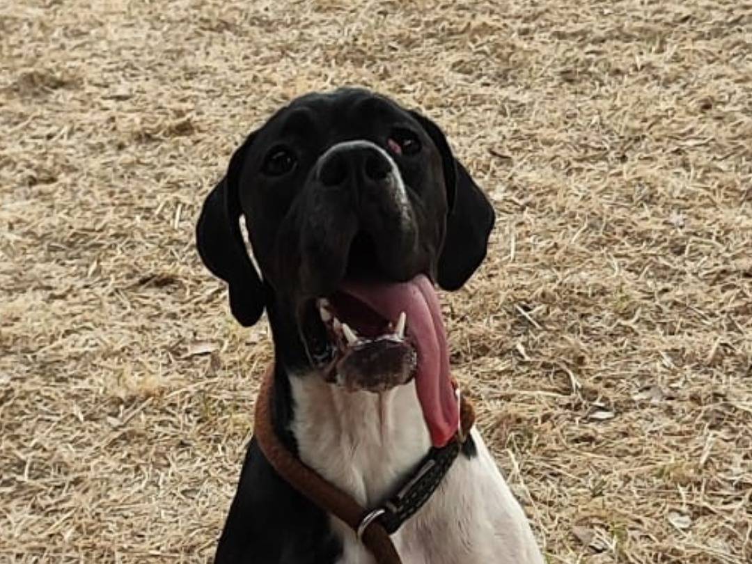Adotta un cane, femmina, 10 mesi, Napoli