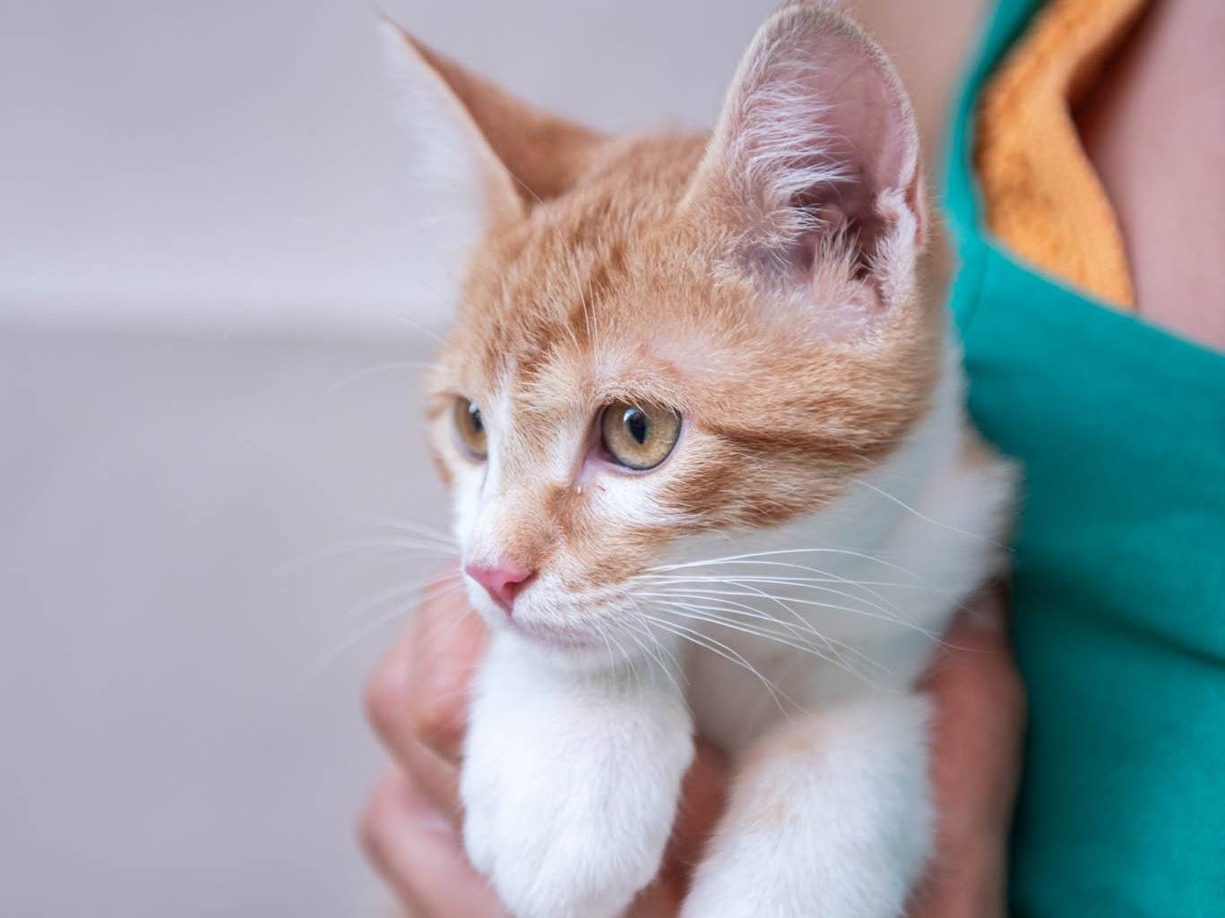 Adotta un gatto, maschio, 3 mesi, Milano