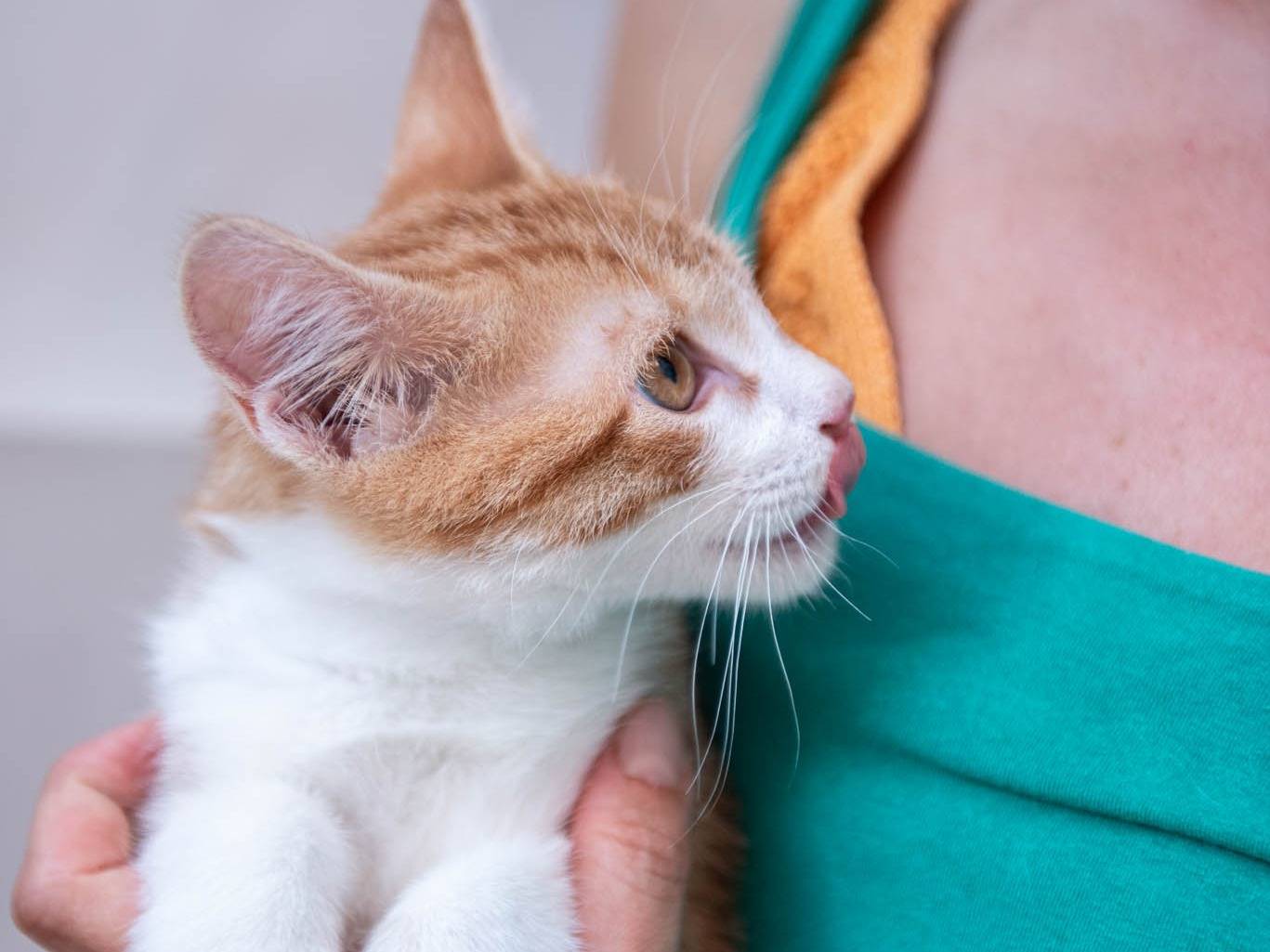 Vuoi adottare un gatto a Milano?
