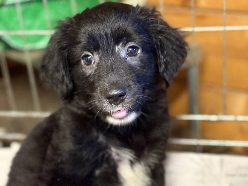 Adozione cane, femmina, Razza sconosciuta Razza sconosciuta, 3 mesi, taglia media contenuta, Roma