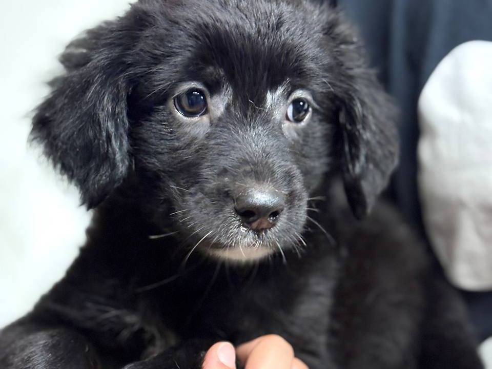 Adotta un cane, femmina, 3 mesi, Roma