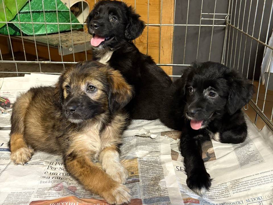 Adotta un cane, taglia media contenuta, femmina, Roma