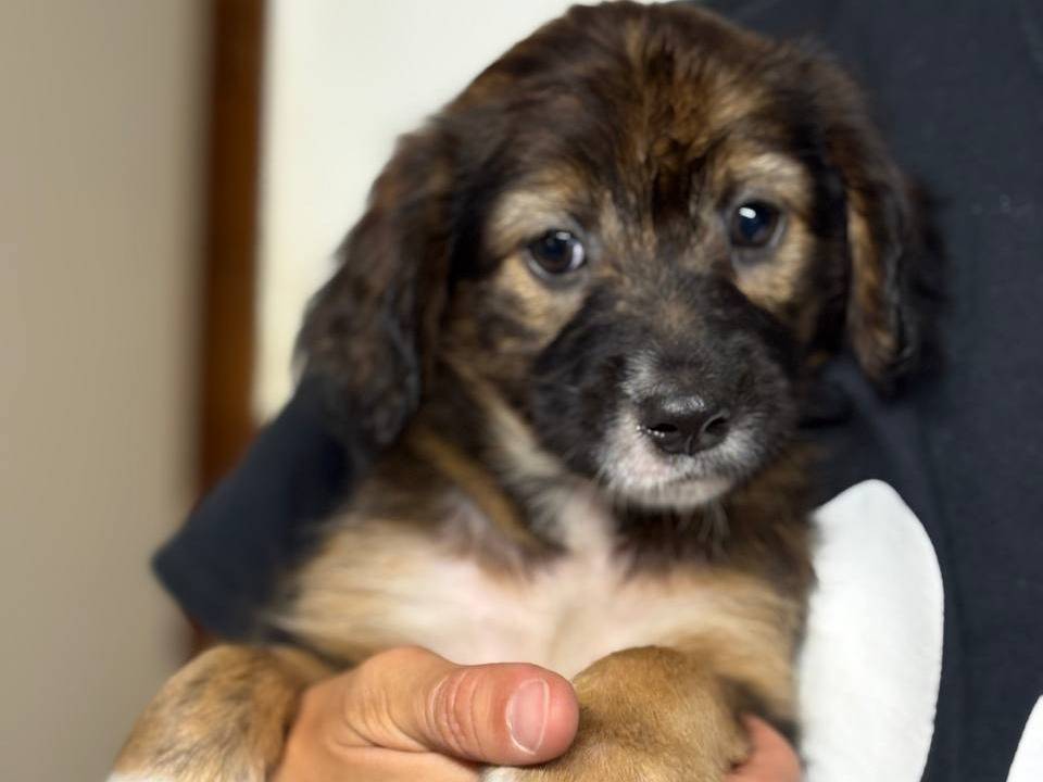 Adozione cane, femmina, Razza sconosciuta Razza sconosciuta, 3 mesi, taglia media contenuta, Roma