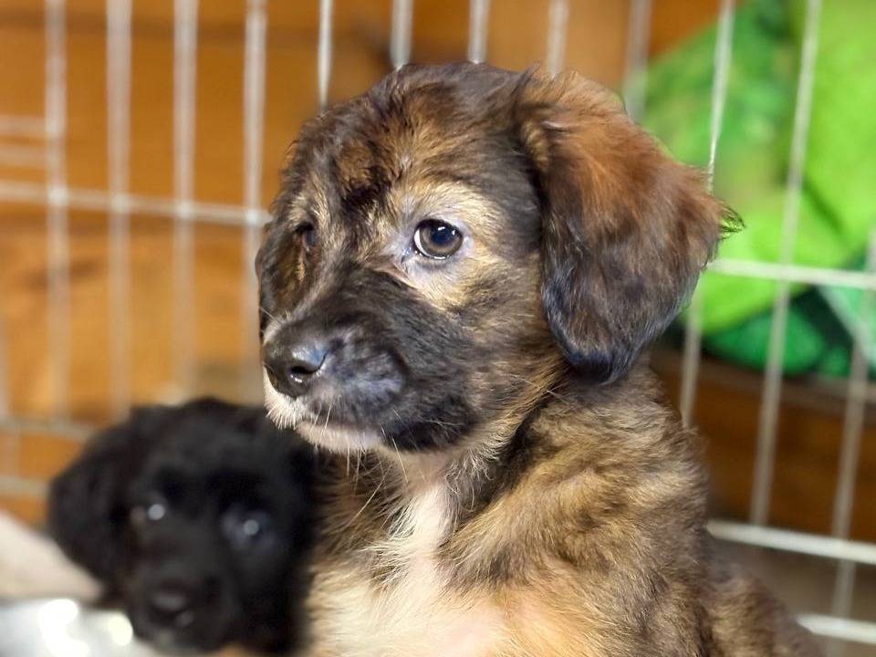 Adotta un cane, femmina, 3 mesi, Roma