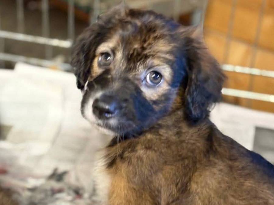Adotta un cane, taglia media contenuta, femmina, Roma