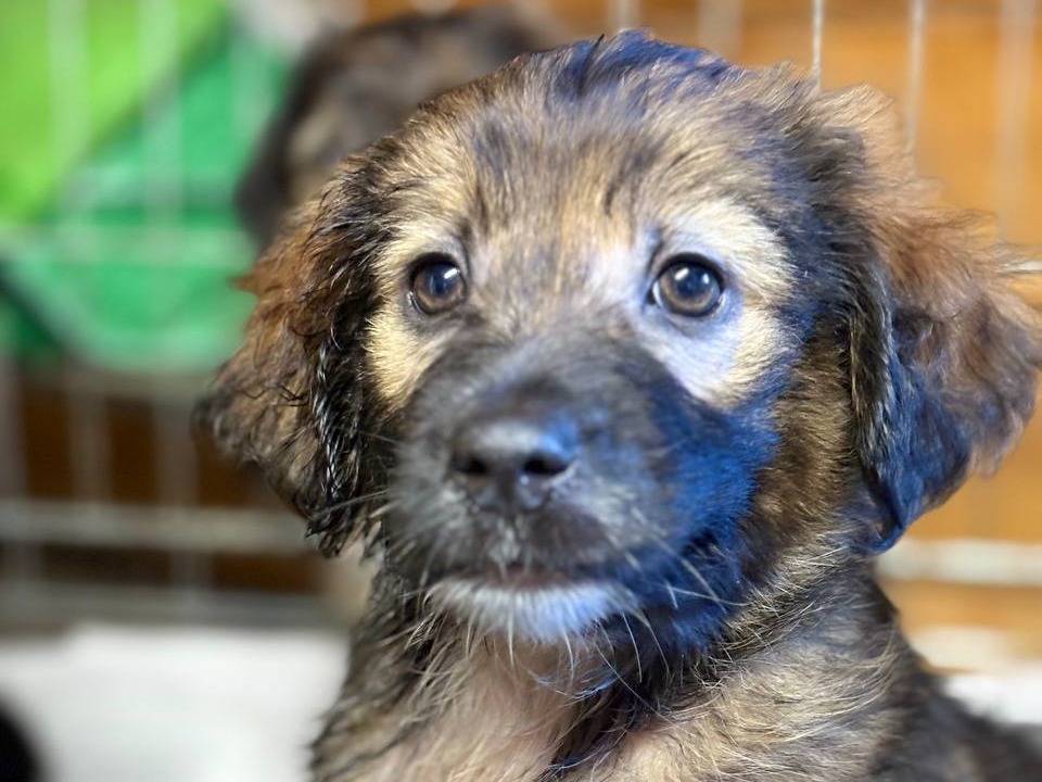 Adozione cane, femmina, Razza sconosciuta Razza sconosciuta, 3 mesi, taglia media contenuta, Roma