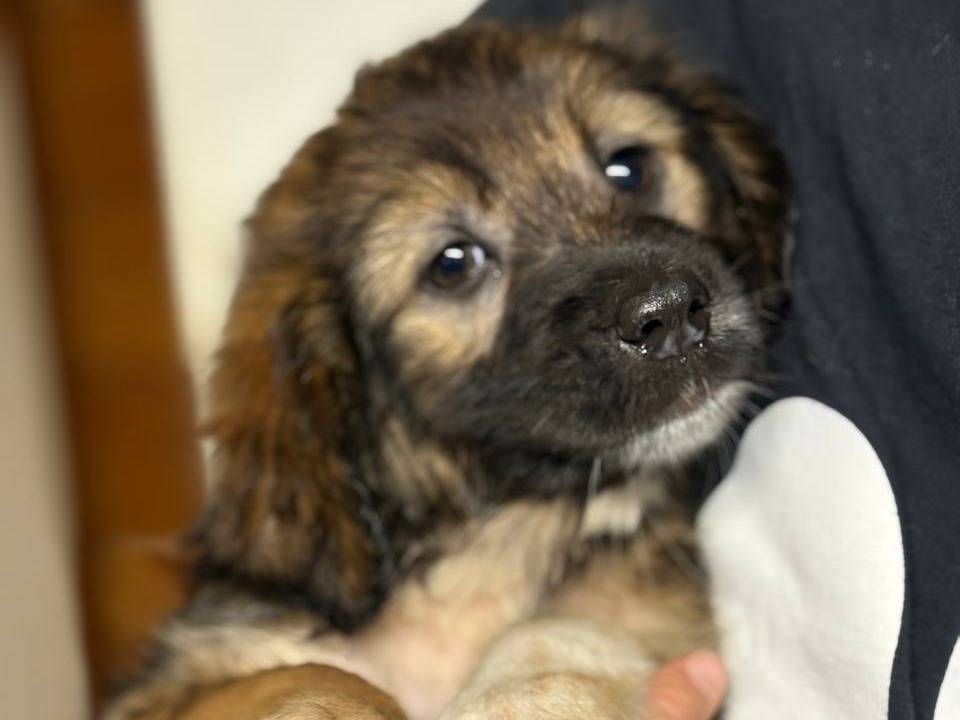 Adotta un cane, femmina, 3 mesi, Roma