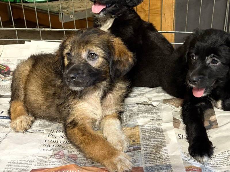 Adotta un cane, taglia media contenuta, femmina, Roma