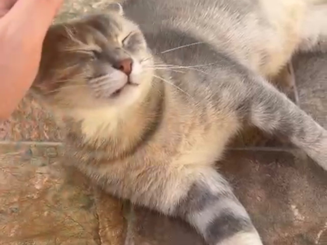 Adozione gatto, femmina, Razza sconosciuta Razza sconosciuta, 1 anno, taglia non valida, Avellino