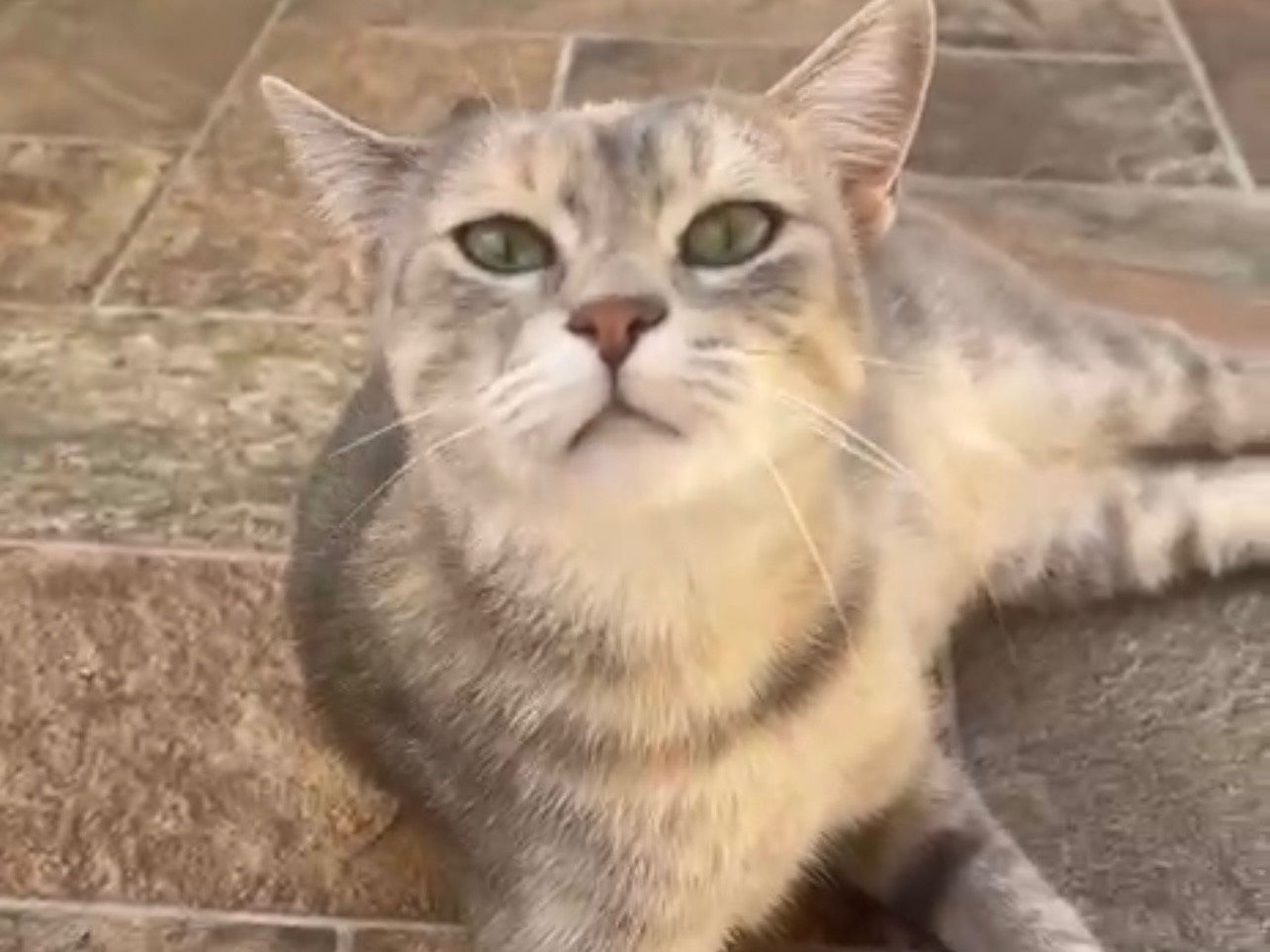 Adotta un gatto, femmina, 1 anno, Avellino