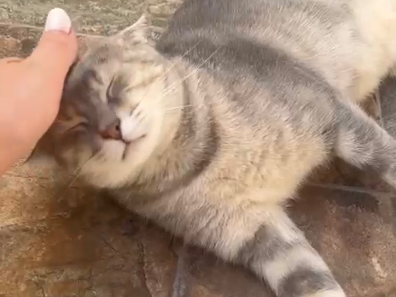 Adotta un gatto, taglia non valida, femmina, Avellino
