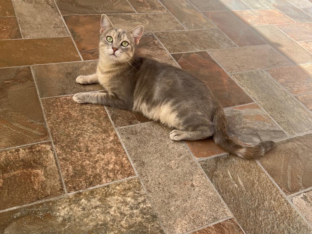 Vuoi adottare un gatto a Avellino?