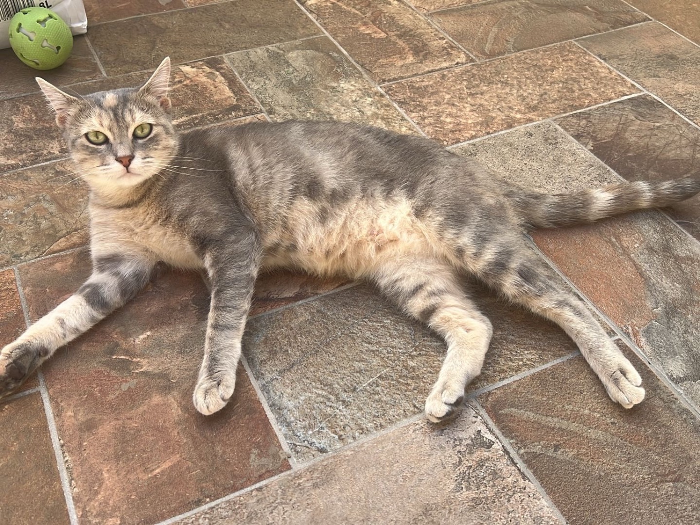 Adotta il gatto Chicca Antonia a Avellino