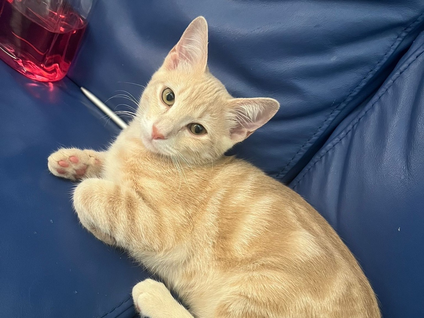 Adotta un gatto, femmina, 5 mesi, Avellino