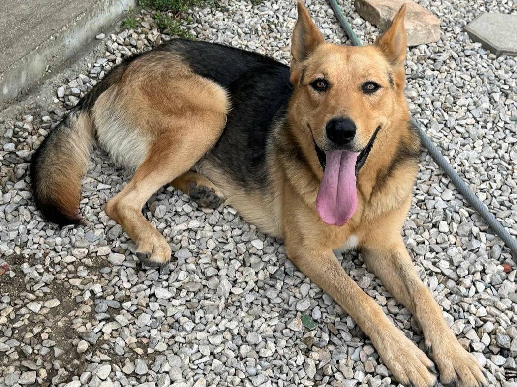 Adozione cane, maschio, Pastore tedesco Razza sconosciuta, 1 anno e 3 mesi, taglia gigante, Teramo
