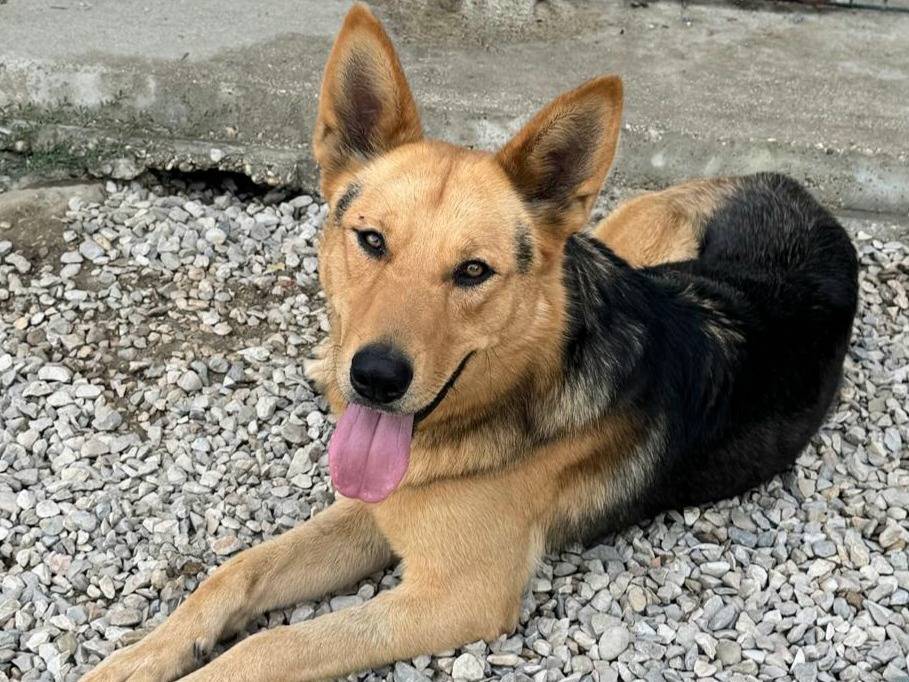 Adotta un cane, maschio, 1 anno e 3 mesi, Teramo