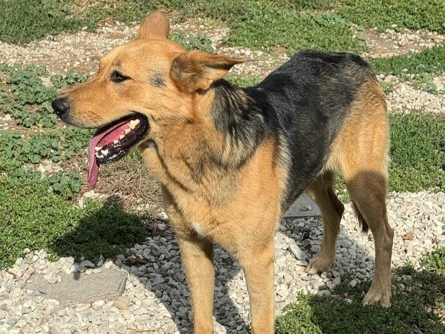 Adotta un cane, taglia gigante, maschio, Teramo