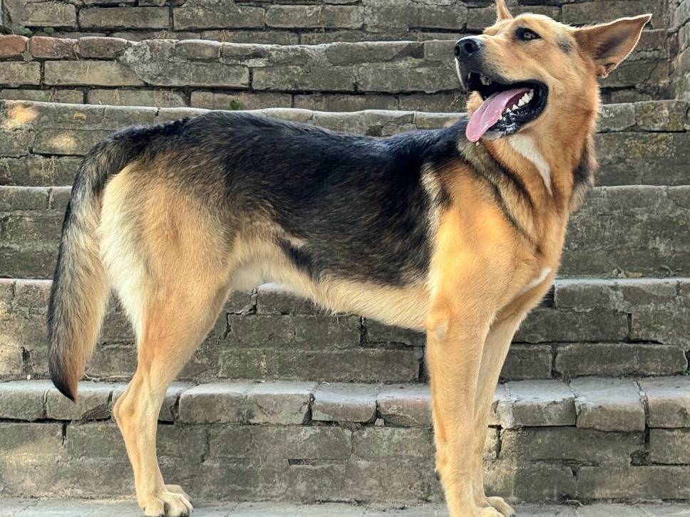 Vuoi adottare un cane a Teramo?
