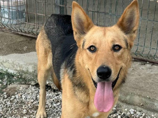 Adotta il cane Argo a Teramo