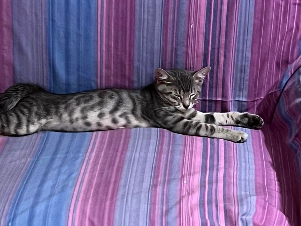 Adozione gatto, maschio, Razza sconosciuta Razza sconosciuta, 5 mesi, taglia non valida, Avellino