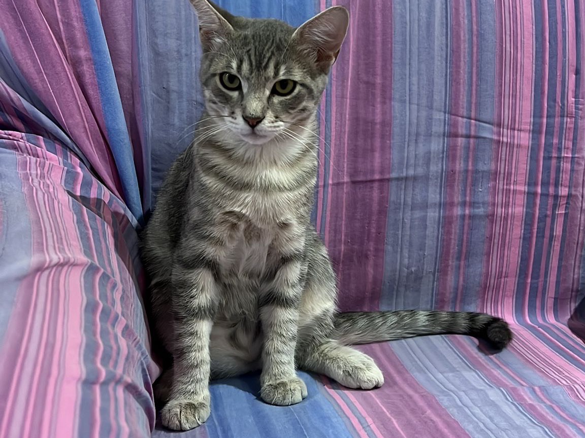 Adotta un gatto, maschio, 5 mesi, Avellino