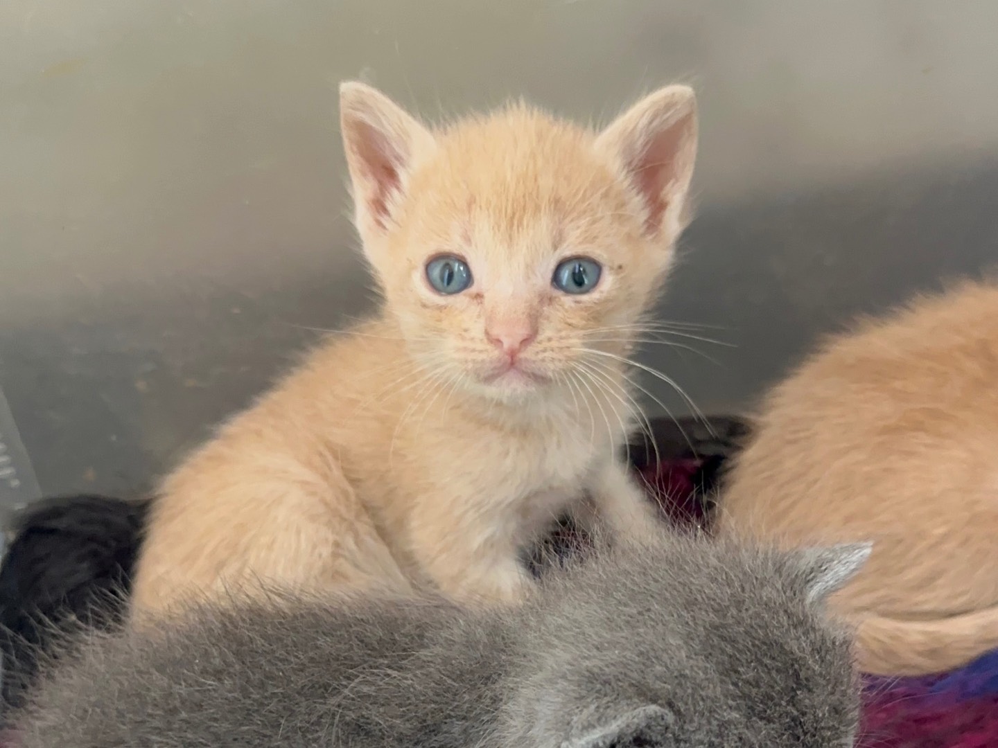 Adozione gatto, maschio, Razza sconosciuta Razza sconosciuta, 1 mesi, taglia non valida, Milano