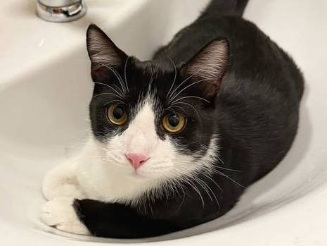 Adozione gatto, maschio, Razza sconosciuta Razza sconosciuta, 2 anni, taglia non valida, Torino
