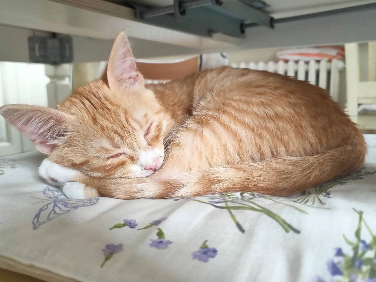 Adotta un gatto, maschio, 3 mesi, Torino