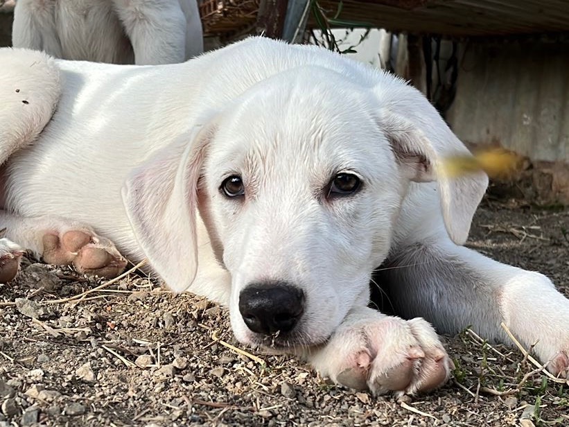 Adozione cane, maschio, Pastore maremmano Razza sconosciuta, 3 mesi, taglia grande, Como