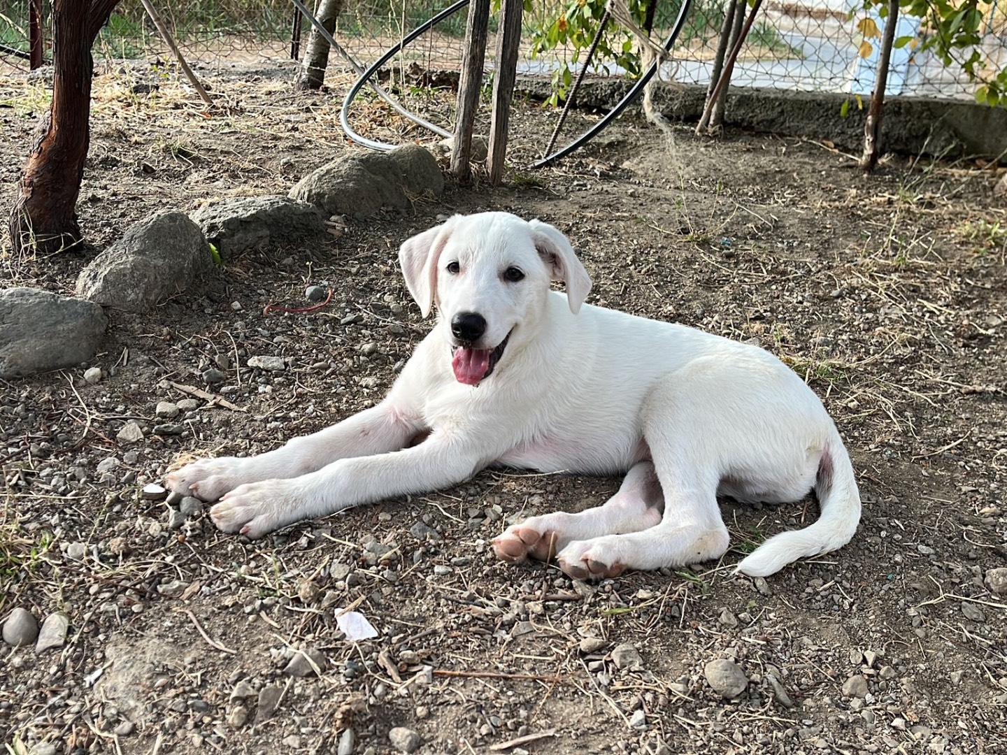 Adotta un cane, maschio, 3 mesi, Como
