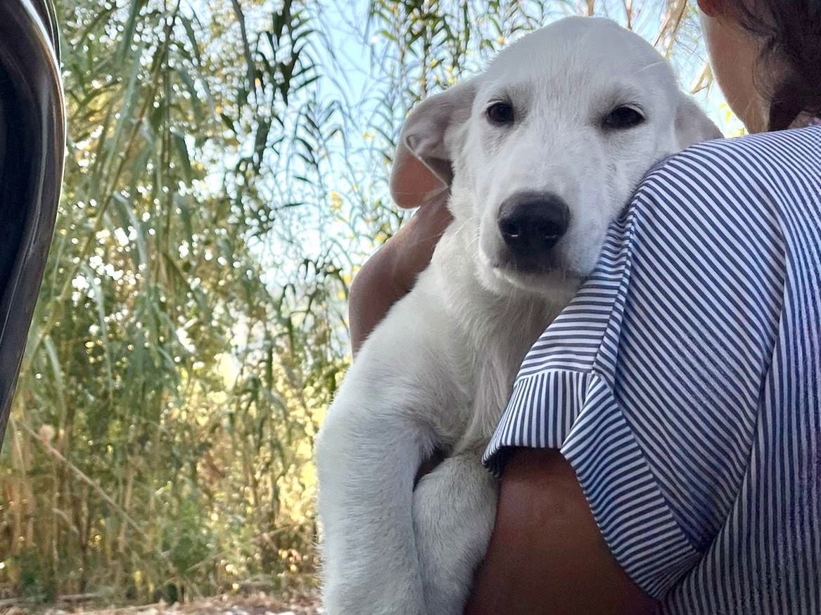 Vuoi adottare un cane a Como?