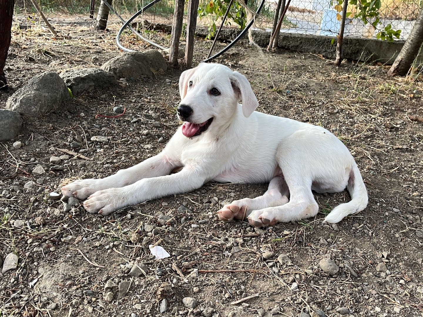 Adotta il cane Chase a Como