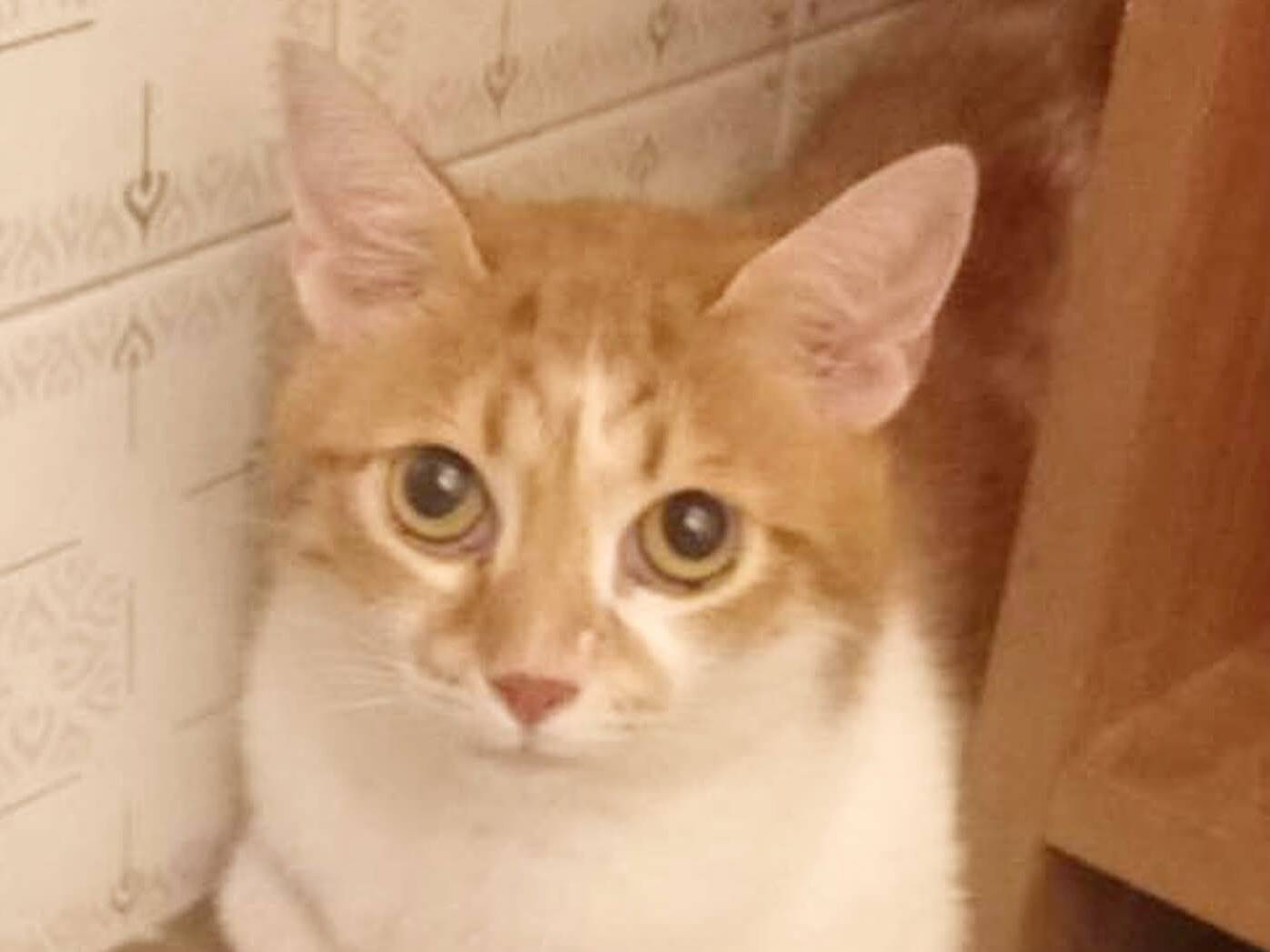 Adozione gatto, maschio, Razza sconosciuta Razza sconosciuta, 6 anni e 3 mesi, taglia non valida, Torino