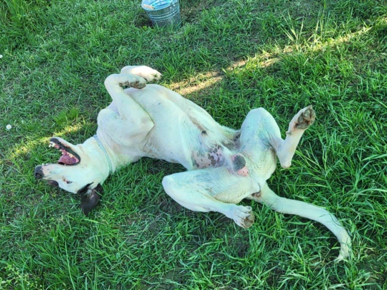 Vuoi adottare un cane a Bologna?
