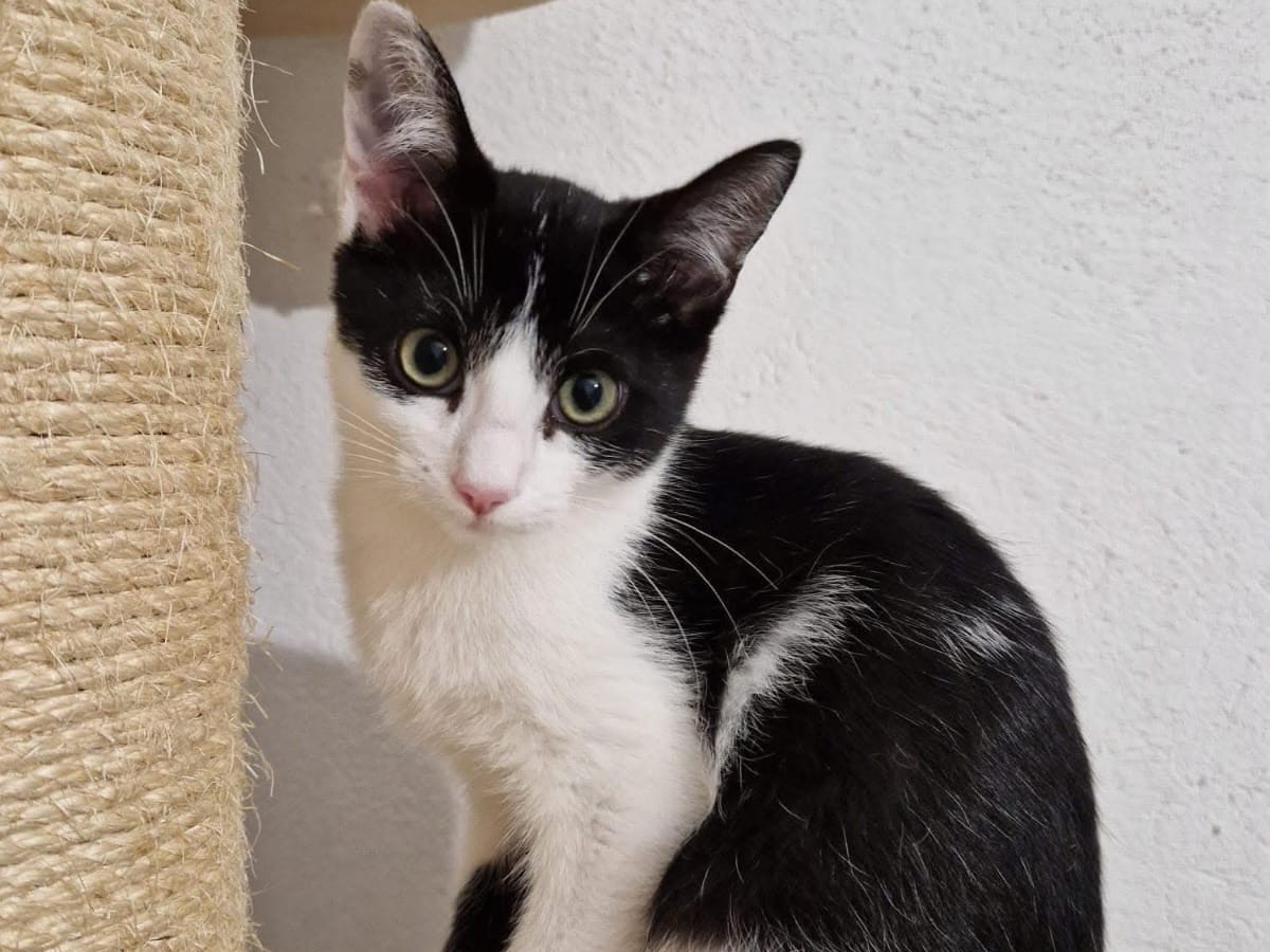 Adozione gatto, femmina, Razza sconosciuta Razza sconosciuta, 3 mesi, taglia non valida, Lecco