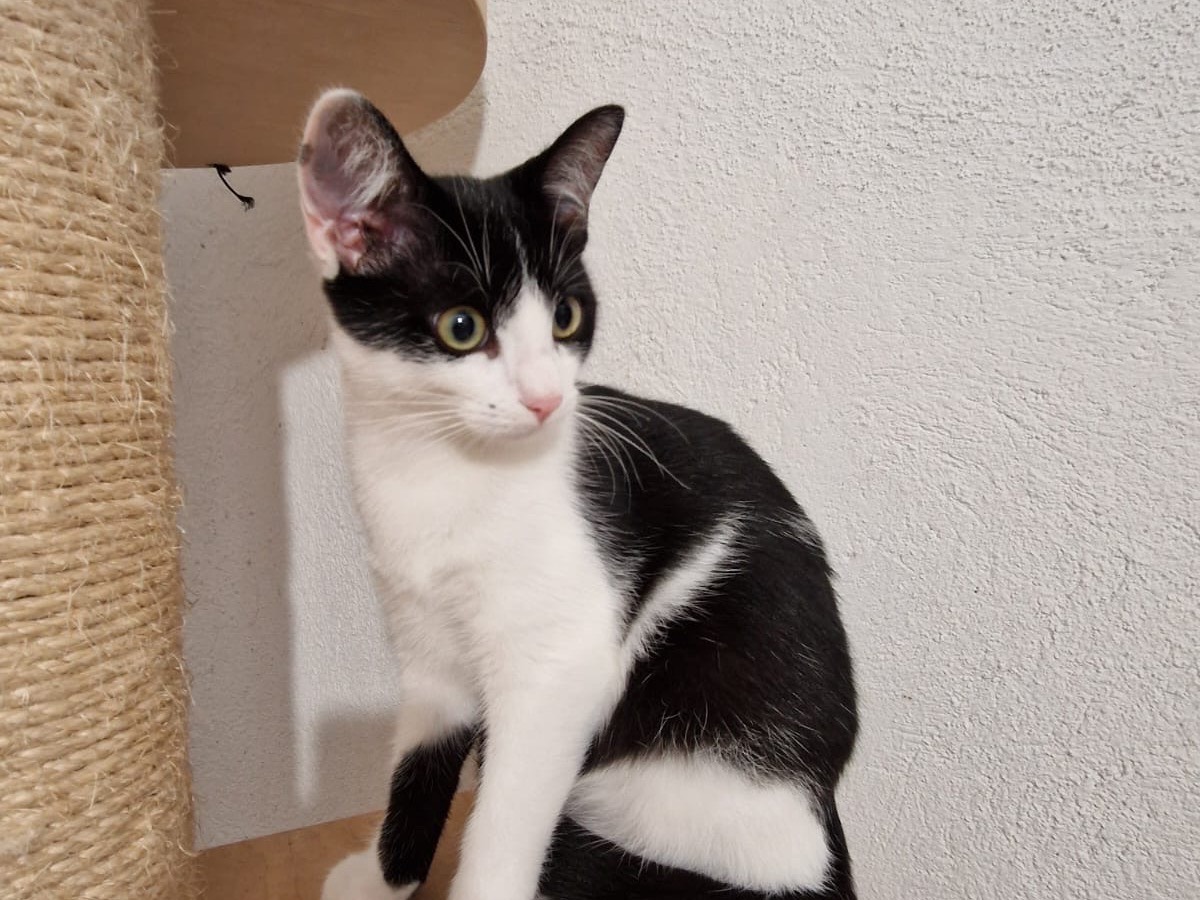 Adotta un gatto, femmina, 3 mesi, Lecco