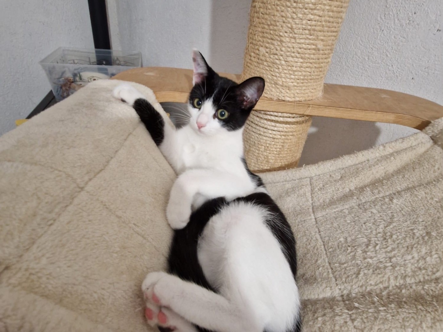 Adotta un gatto, taglia non valida, femmina, Lecco